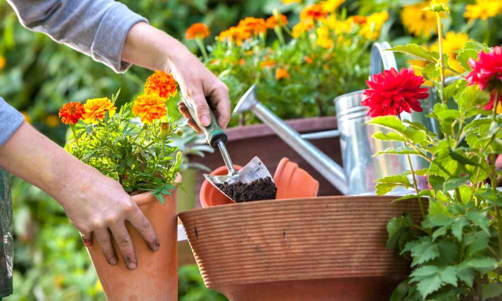 Como Ganhar Dinheiro com Seu Blog sobre Jardinagem